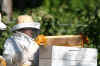 bees2.JPG (283535 bytes)