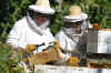 bees3.JPG (341500 bytes)