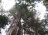 la22.JPG (461588 bytes)