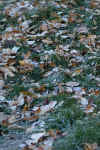 IMG_9338.JPG (387660 bytes)