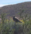 hawk1.JPG (103295 bytes)