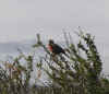 meadowlark.JPG (203514 bytes)