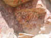 CLM30.JPG (433086 bytes)