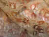 CLM8.JPG (323141 bytes)