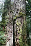 Alerce3.JPG (507540 bytes)