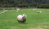 DemoFarm.JPG (308273 bytes)