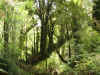 SenderoCascadas.JPG (420410 bytes)