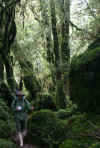 EnchantedForest1.JPG (294378 bytes)