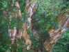 ParqueAiken2.JPG (414471 bytes)
