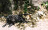 CascadaMascot2.JPG (196668 bytes)