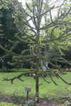 AurucariaTree.JPG (450931 bytes)