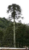 Araucaria.JPG (274356 bytes)