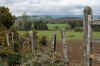Field.JPG (354875 bytes)