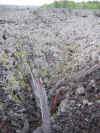 Llaima Lava Flow1.JPG (480179 bytes)
