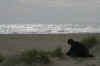 Beach1.JPG (163320 bytes)