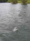 Fishing7.JPG (370606 bytes)