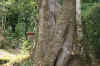 ForestHike1.JPG (463080 bytes)