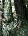 ForestHike2.JPG (462555 bytes)
