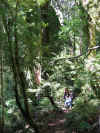 ForestHike5.JPG (425570 bytes)