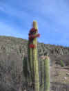 ChinchillaReserveCactus.JPG (138623 bytes)