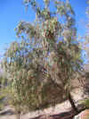 PPTree.JPG (314321 bytes)