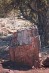 PetrifiedTrunk1.JPG (341184 bytes)