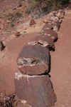 PetrifiedTrunk2.JPG (351725 bytes)