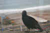WindowVisitor.JPG (104882 bytes)