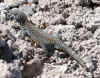 SalarDeAtacamaLizard.JPG (393685 bytes)
