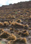 Fox.JPG (264302 bytes)