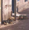 SPDA Dogs.JPG (173022 bytes)