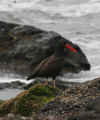 Blackish Oyster Catcher.JPG (185479 bytes)