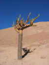 Candelabra Cactus.JPG (106597 bytes)