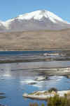 Chungara Reflections.JPG (202183 bytes)