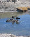 Giant Coots.JPG (176282 bytes)