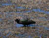Ibis.JPG (229423 bytes)