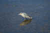 Night Heron.JPG (207856 bytes)