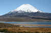 Parinacota - Vicunas.JPG (207451 bytes)