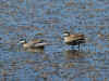Puna Teal.JPG (209207 bytes)