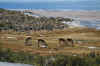 Vicunas 1.JPG (264475 bytes)