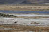 Vicunas 2.JPG (299857 bytes)