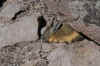 Vizcacha 2.JPG (266997 bytes)