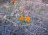 desert flower.JPG (225043 bytes)