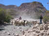 sheep.JPG (173102 bytes)