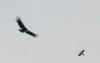 Condors.JPG (40739 bytes)