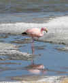 Flamingo.JPG (708927 bytes)