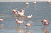 Flamingos2.JPG (199186 bytes)