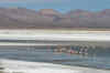 Flamingos3.JPG (188223 bytes)