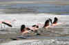 Flamingos4.JPG (241408 bytes)