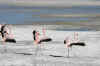 Flamingos5.JPG (238714 bytes)
